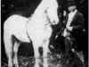 Deckhengst Cannon Ball (Connemara-Pony, 1904, von Dynamite)