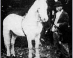 stallion Cannon Ball (Connemara Pony, 1904, from Dynamite)