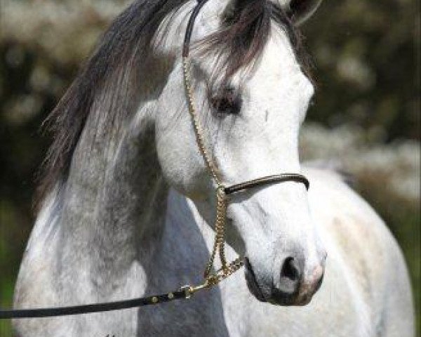 horse Kamal Ibn El Kadjour ox (Arabian thoroughbred, 2007, from El Kadjour ox)