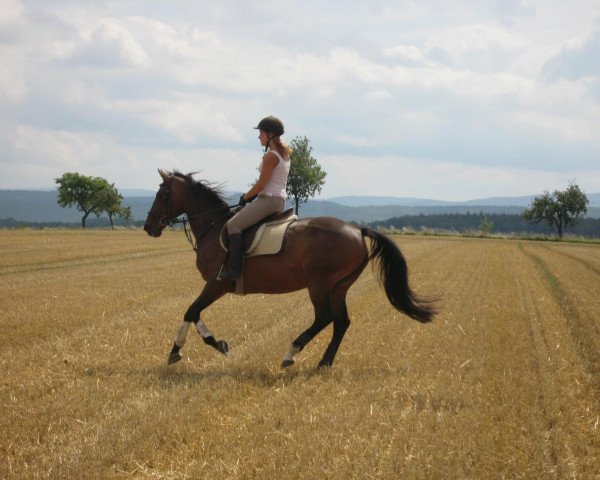 Zuchtstute Jesigini (Niederländisches Warmblut, 1991, von Sit this one out xx)