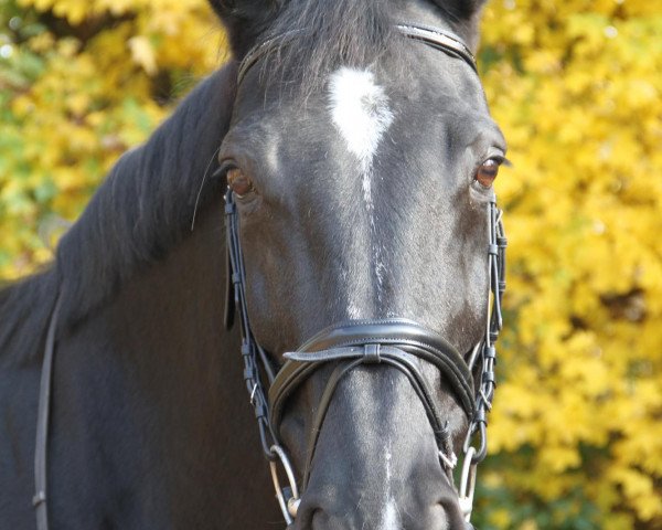 broodmare Dancing Queen (Westphalian, 1994, from Der Clou)