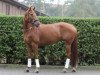 broodmare Fibyana (Westphalian, 2000, from Florestan I)