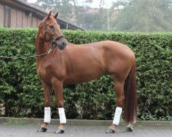 broodmare Fibyana (Westphalian, 2000, from Florestan I)