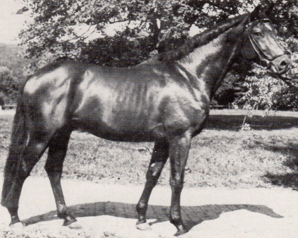 stallion Schöner Preusse (Trakehner, 1981, from Epos)