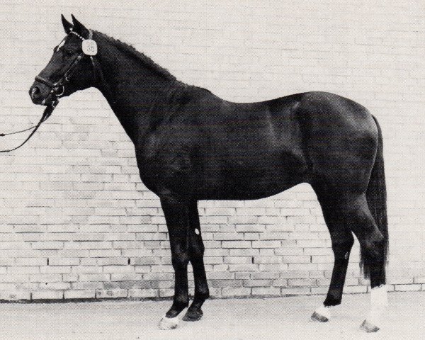 stallion Römer (Trakehner, 1982, from Herzkoenig)