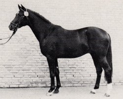 stallion Römer (Trakehner, 1982, from Herzkoenig)