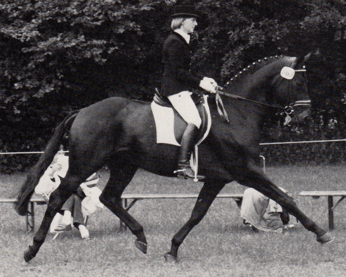 stallion Rockefeller (Trakehner, 1984, from Consul)