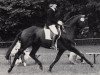stallion Rockefeller (Trakehner, 1984, from Consul)