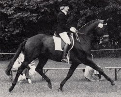 Deckhengst Rockefeller (Trakehner, 1984, von Consul)