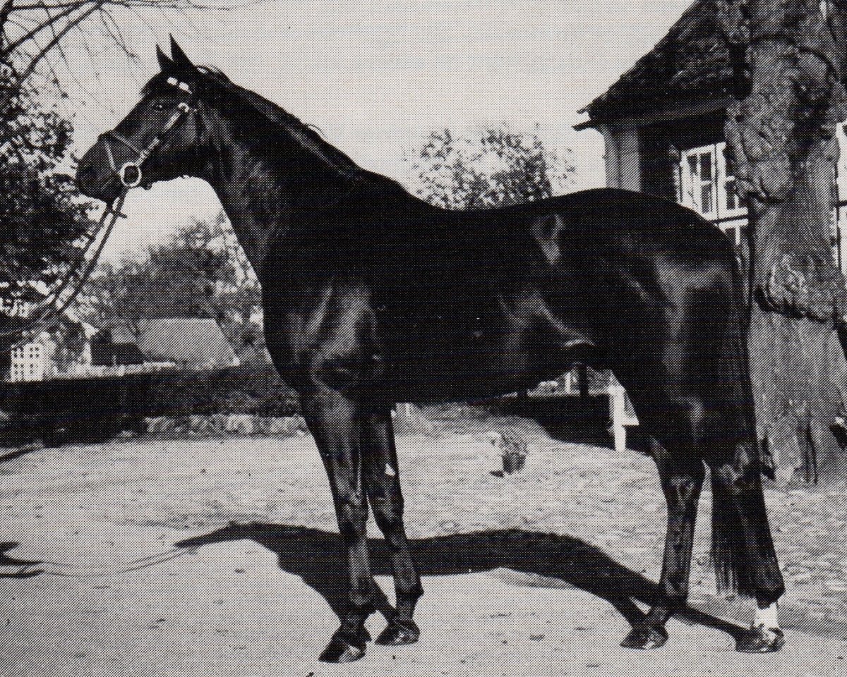 Deckhengst Radom (Trakehner, 1979, von Mahagoni)