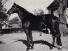 stallion Radom (Trakehner, 1979, from Mahagoni)