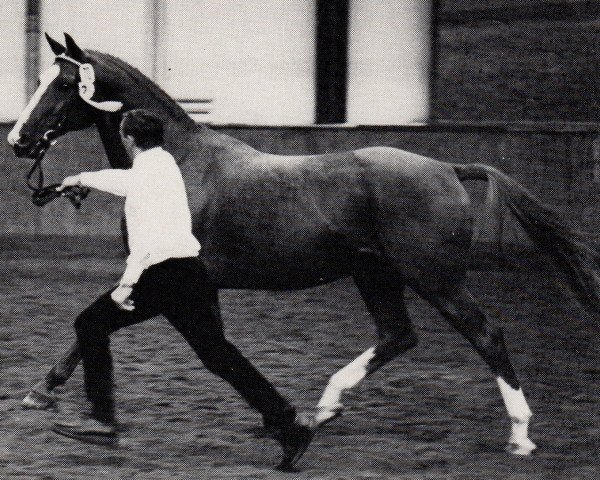 stallion Pyrmont (Trakehner, 1970, from Gunnar DH 185)