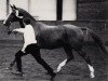 stallion Pyrmont (Trakehner, 1970, from Gunnar)