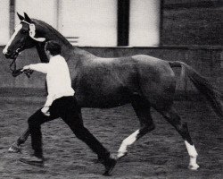 Deckhengst Pyrmont (Trakehner, 1970, von Gunnar)