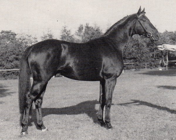 stallion Prinz von Oranien (Trakehner, 1984, from Bergsturm)
