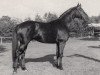 stallion Prinz von Oranien (Trakehner, 1984, from Bergsturm)