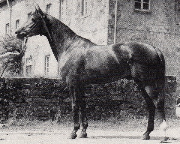 stallion Primo (Trakehner, 1966, from Pregel)