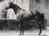 stallion Primo (Trakehner, 1966, from Pregel)