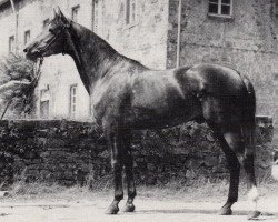 Deckhengst Primo (Trakehner, 1966, von Pregel)