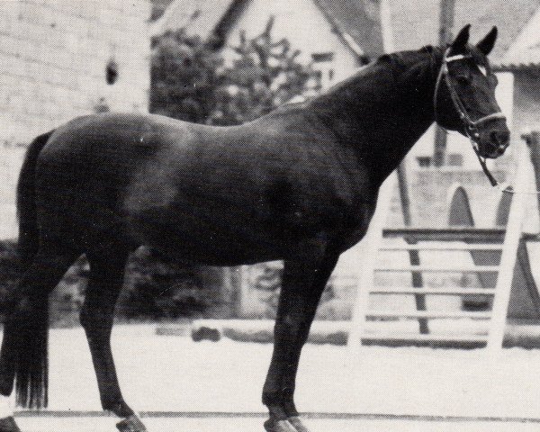 stallion Pompejus (Trakehner, 1971, from Fähnrich)
