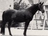 stallion Pompejus (Trakehner, 1971, from Fähnrich)