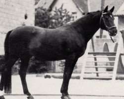 stallion Pompejus (Trakehner, 1971, from Fähnrich)