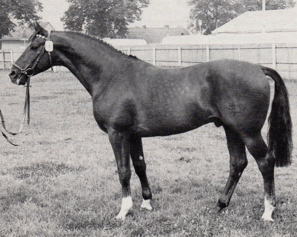 stallion Polarwind (Trakehner, 1973, from Persaldo)