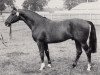 stallion Polarwind (Trakehner, 1973, from Persaldo)