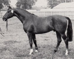 Deckhengst Polarwind (Trakehner, 1973, von Persaldo)