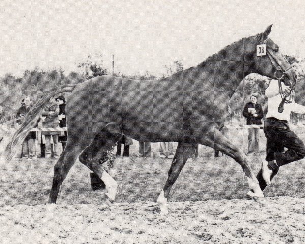 stallion Perkunos (Trakehner, 1975, from Flugwind)