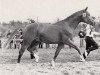 stallion Perkunos (Trakehner, 1975, from Flugwind)