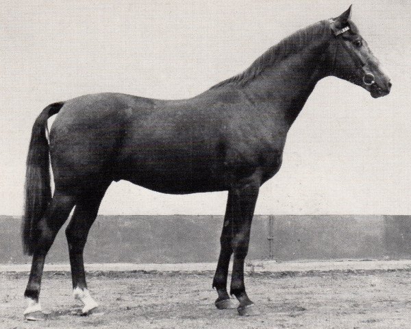 stallion Pelzjaeger (Trakehner, 1970, from Gazal)