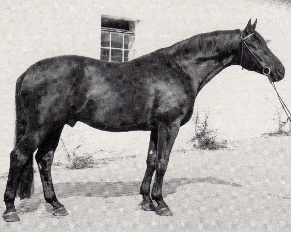 stallion Patron (Trakehner, 1966, from Tranzyt)