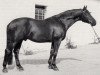 stallion Patron (Trakehner, 1966, from Tranzyt)