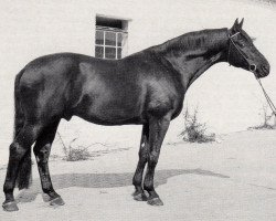 Deckhengst Patron (Trakehner, 1966, von Tranzyt)