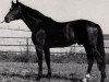 stallion Pascal (Trakehner, 1979, from Matador)