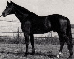 stallion Pascal (Trakehner, 1979, from Matador)