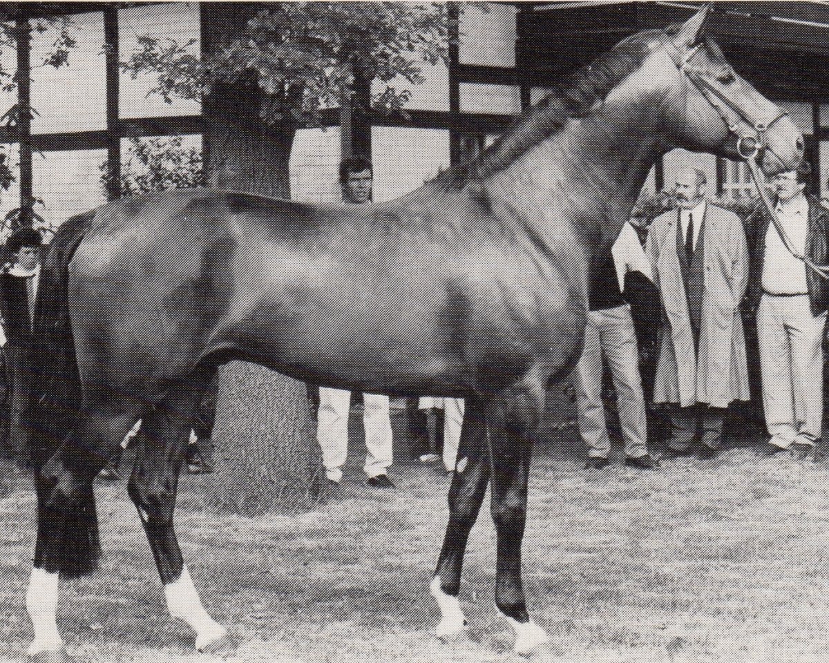 Deckhengst Pardon Go (Trakehner, 1983, von Rittersporn)