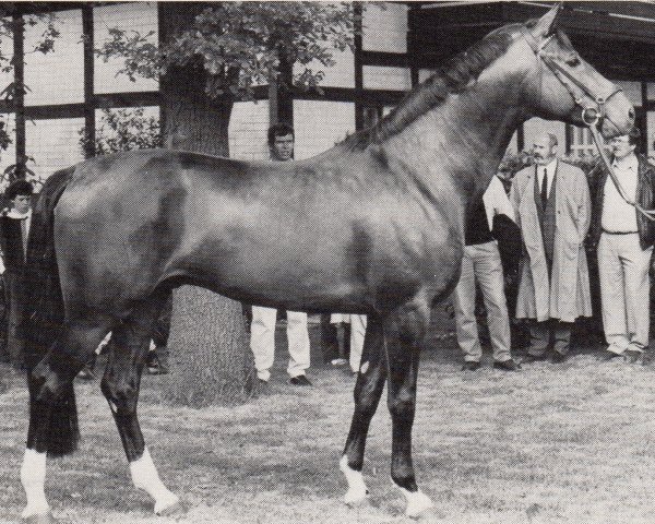 stallion Pardon Go (Trakehner, 1983, from Rittersporn)
