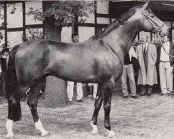 stallion Pardon Go (Trakehner, 1983, from Rittersporn)