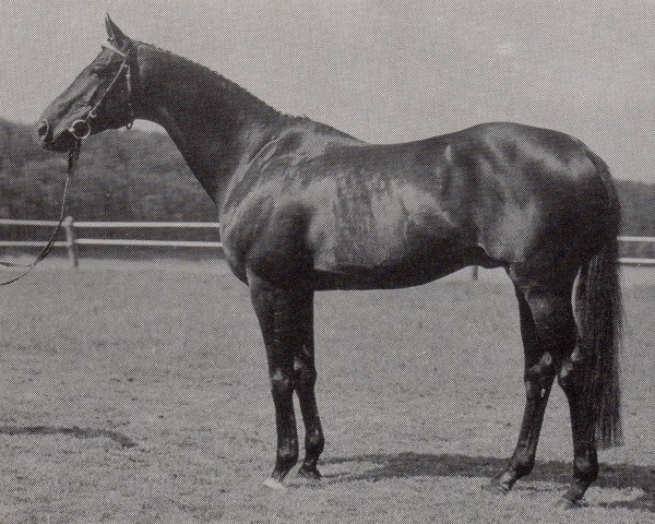 stallion Pageno xx (Thoroughbred, 1979, from Luciano xx)