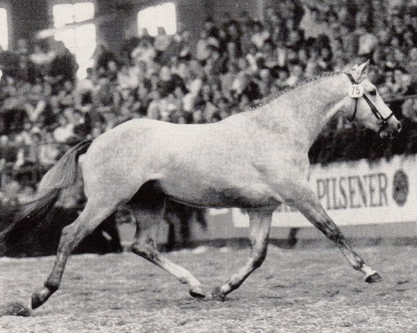 stallion Iglesias (Trakehner, 1985, from Tenor)