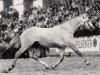 stallion Iglesias (Trakehner, 1985, from Tenor)
