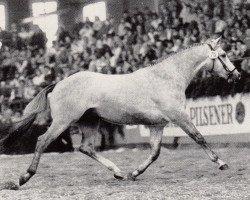 Deckhengst Iglesias (Trakehner, 1985, von Tenor)