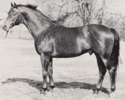 stallion Grossist 1393 (Trakehner, 1978, from Blaubart xx)