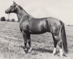 stallion Goldregen II (Trakehner,  , from Altan II 1378)