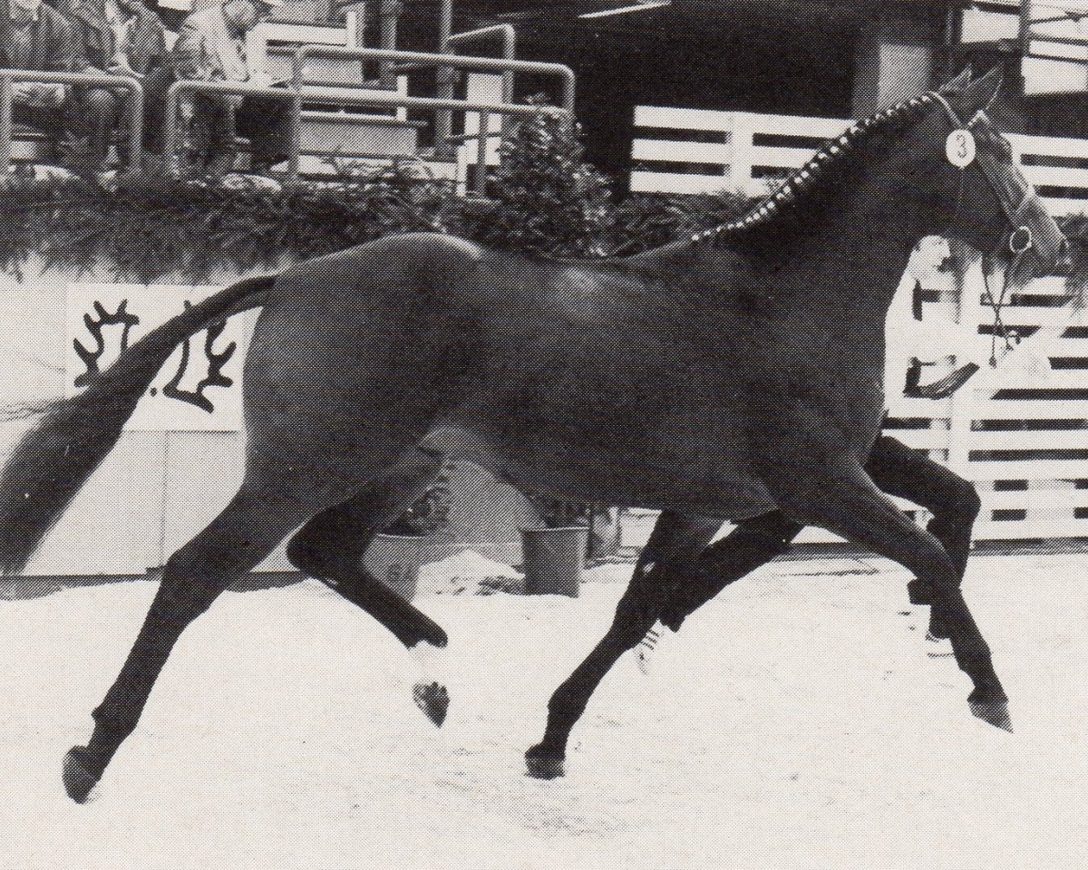 stallion Gitano (Trakehner, 1978, from Shogun xx)