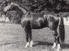 stallion Freund (Trakehner, 1986, from Altan II)