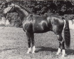 Deckhengst Freund (Trakehner, 1986, von Altan II 1378)