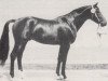 stallion Ephor (Trakehner, 1976, from Colombo)